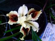 innominata Ginger Snap